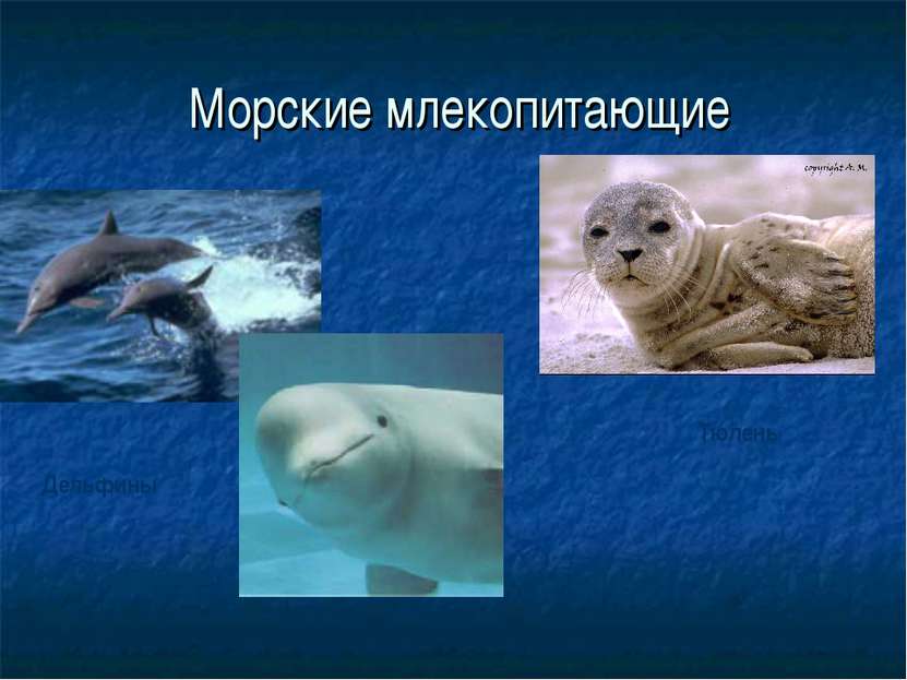 Морские млекопитающие Дельфины Тюлень