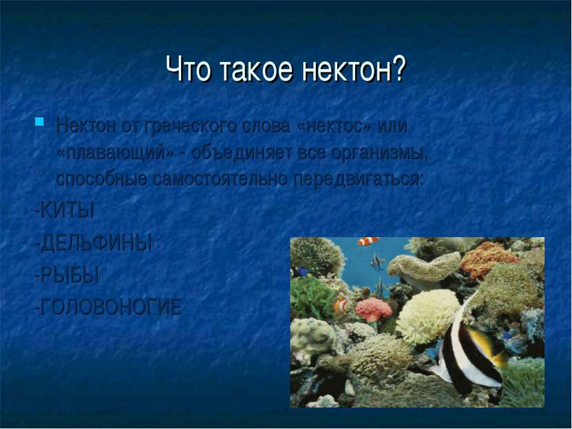 Подготовить сообщение жизнь в океане. Нектон и бентос. Планктон Нектон бентос. Жизнь в океане Нектон,Нектон,бентос,планктон. Жизнь в мировом океане проект.