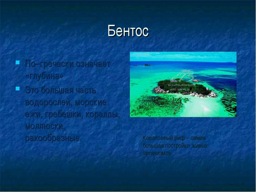 Бентос По–гречески означает «глубина» Это большая часть водорослей, морские е...
