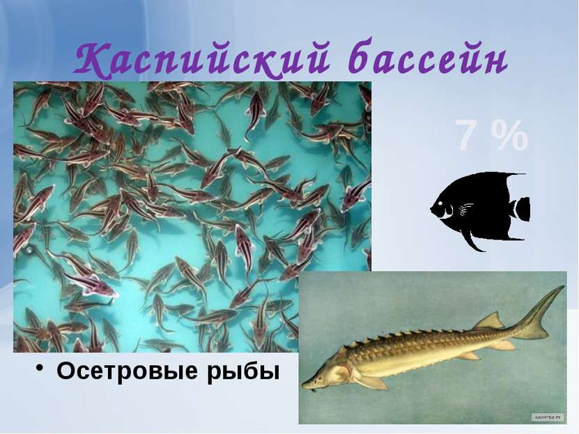 Каспийский бассейн Осетровые рыбы 7 %