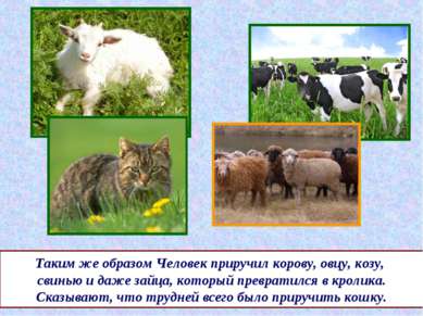 Таким же образом Человек приручил корову, овцу, козу, свинью и даже зайца, ко...