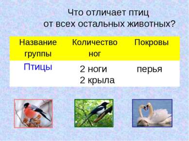 Что отличает птиц от всех остальных животных? 2 ноги 2 крыла перья Название г...