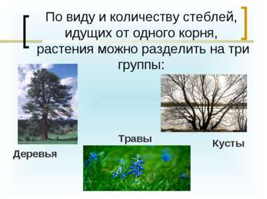По виду и количеству стеблей, идущих от одного корня, растения можно разделит...