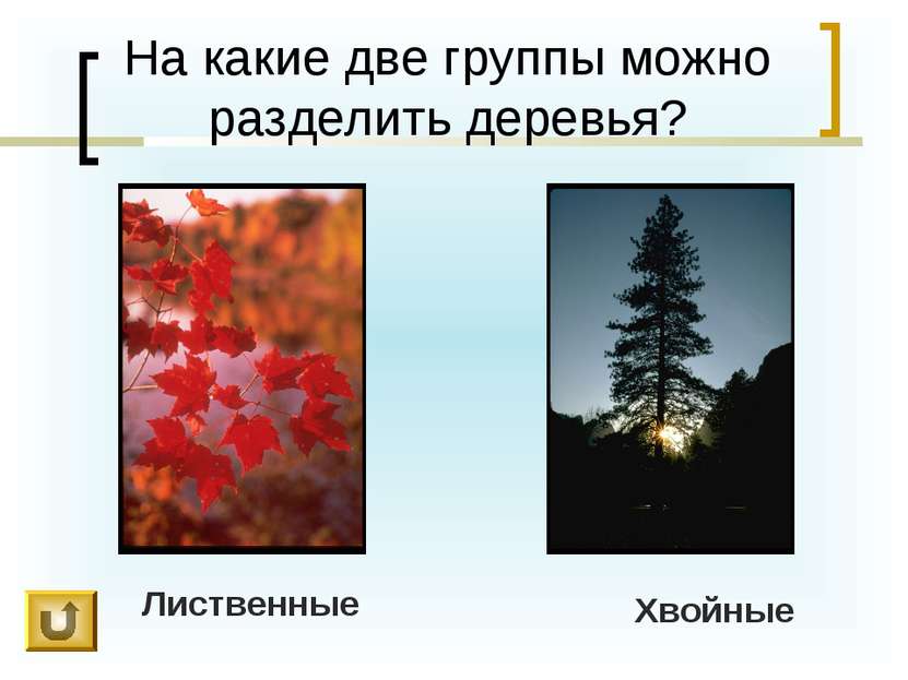 На какие две группы можно разделить деревья? Лиственные Хвойные