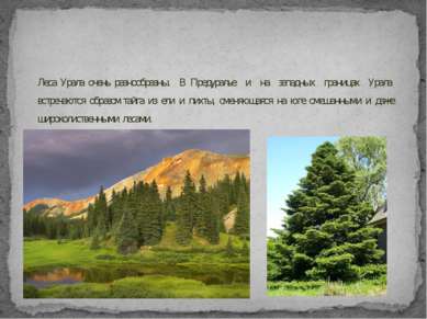 Леса Урала очень разнообразны. В Предуралье и на западных границах Урала встр...