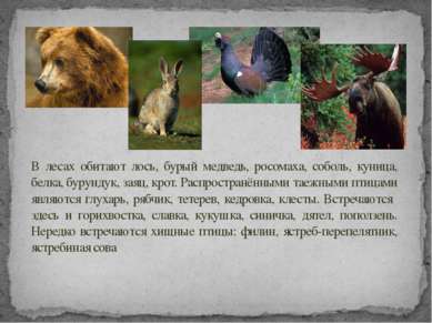 В лесах обитают лось, бурый медведь, росомаха, соболь, куница, белка, бурунду...