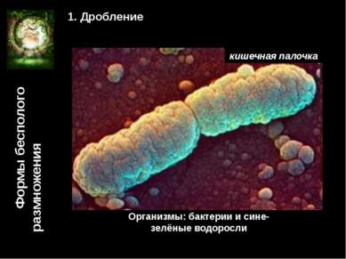 Формы бесполого размножения 1. Дробление Организмы: бактерии и сине-зелёные в...