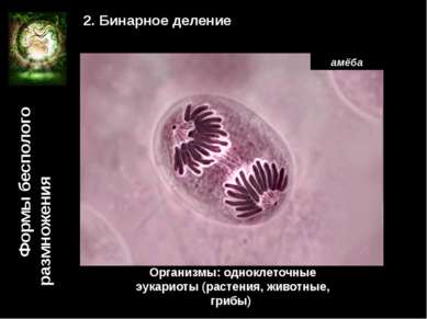 Формы бесполого размножения 2. Бинарное деление Организмы: одноклеточные эука...