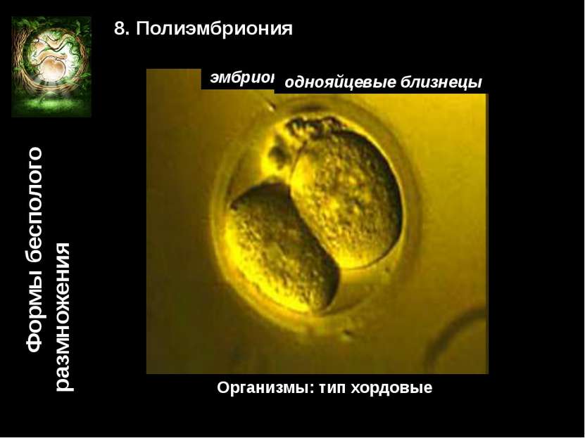 Формы бесполого размножения 8. Полиэмбриония зигота поделившаяся зигота эмбри...