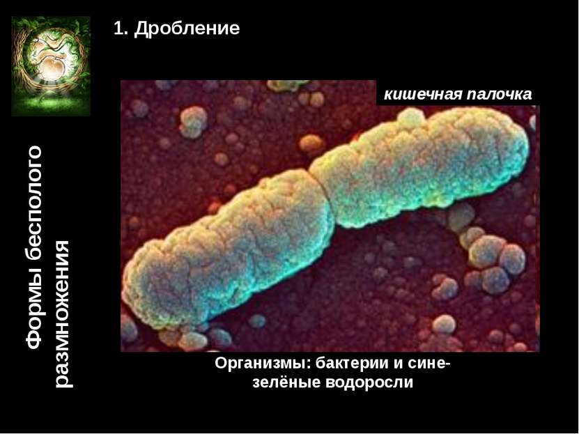 Формы бесполого размножения 1. Дробление Организмы: бактерии и сине-зелёные в...
