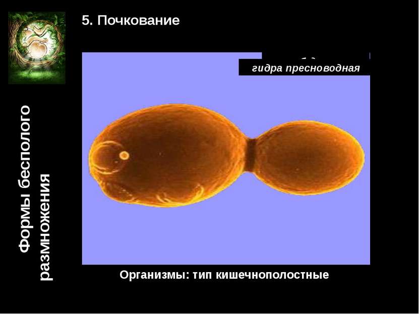 Формы бесполого размножения 5. Почкование гриб дрожжи Организмы: тип кишечноп...
