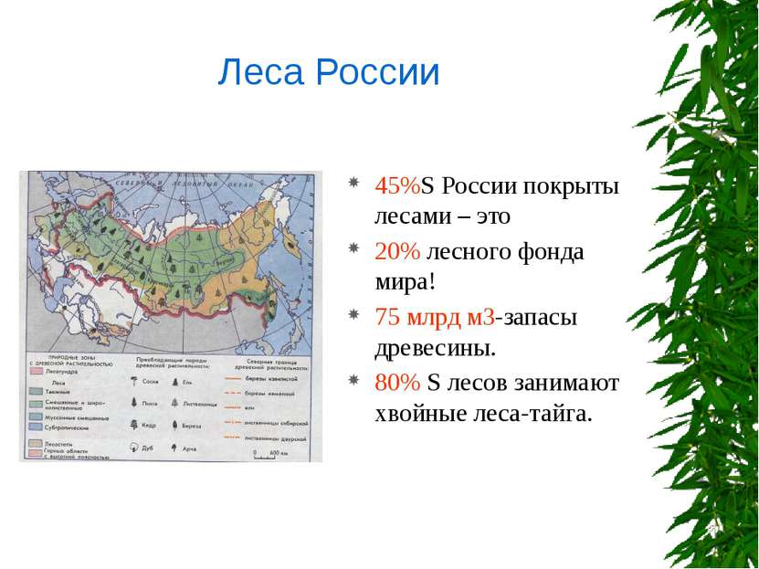 45%S России покрыты лесами – это 20% лесного фонда мира! 75 млрд м3-запасы др...