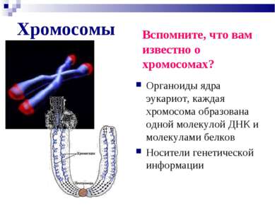Хромосомы Органоиды ядра эукариот, каждая хромосома образована одной молекуло...