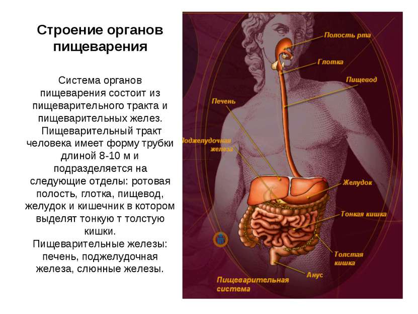 Строение органов пищеварения Система органов пищеварения состоит из пищеварит...