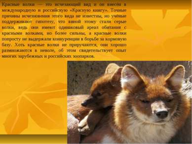 Красные волки — это исчезающий вид и он внесён в международную и российскую «...
