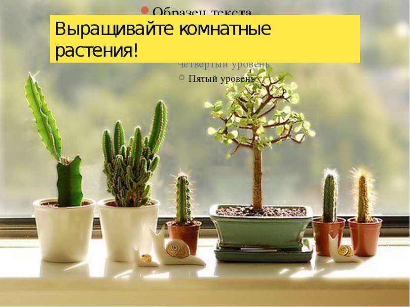 Выращивайте комнатные растения!