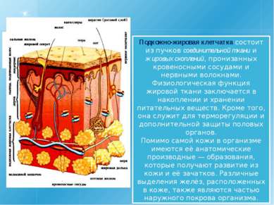 Подкожно-жировая клетчатка состоит из пучков соединительной ткани и жировых с...
