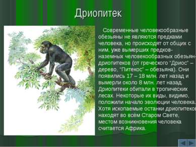 Дриопитек Современные человекообразные обезьяны не являются предками человека...