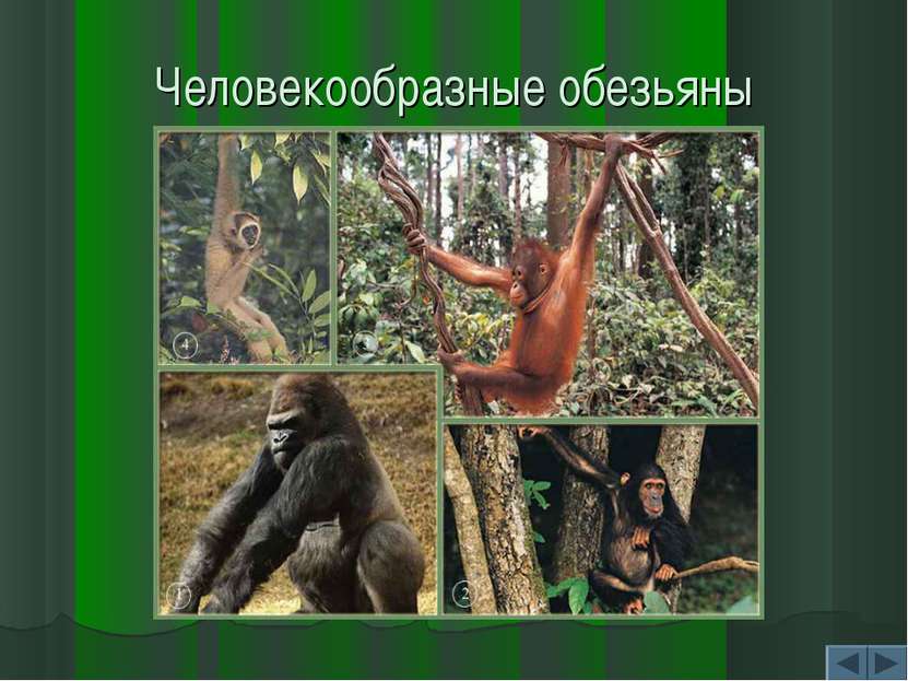 Человекообразные обезьяны