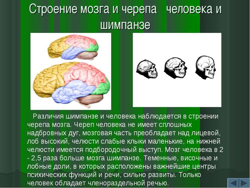 Строение мозга и черепа человека и шимпанзе Различия шимпанзе и человека набл...