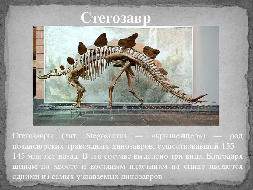 Стегозавры (лат. Stegosaurus — «крышеящер») — род позднеюрских травоядных дин...