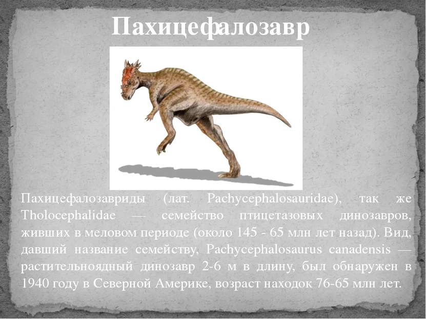 Пахицефалозавриды (лат. Pachycephalosauridae), так же Tholocephalidae — семей...