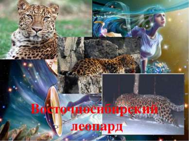 Восточносибирский леопард