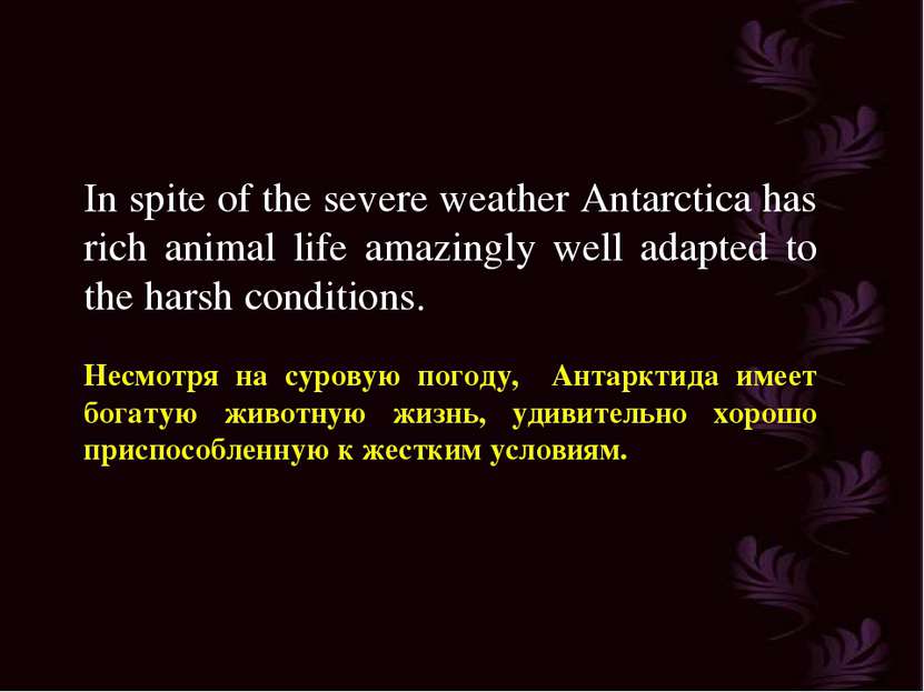 In spite of the severe weather Antarctica has rich animal life amazingly well...