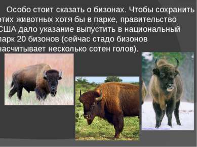 Особо стоит сказать о бизонах. Чтобы сохранить этих животных хотя бы в парке,...