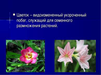Цветок – видоизмененный укороченный побег, служащий для семенного размножения...
