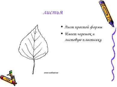 листья Лист простой формы Имеет черешок и листовую пластинку