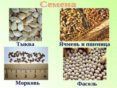 Тыква Ячмень и пшеница Морковь Фасоль
