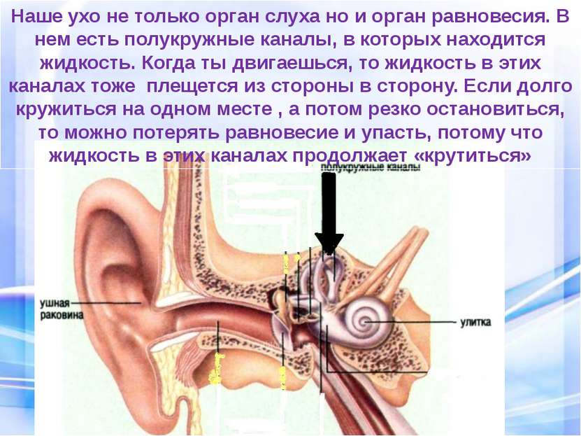 Наше ухо не только орган слуха но и орган равновесия. В нем есть полукружные ...