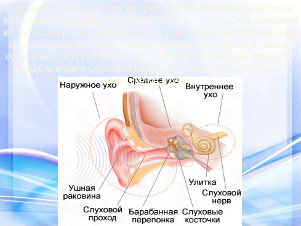 Орган слуха состоит из отделов. Строение органа слуха. Строение уха 3 класс окружающий мир. Уши орган слуха 3 класс окружающий мир. Наружное ухо ушная раковина слуховой проход барабанная перепонка.