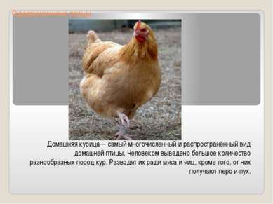 Одомашненные птицы Домашняя курица— самый многочисленный и распространённый в...