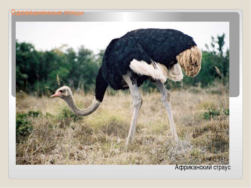 Одомашненные птицы Африканский страус