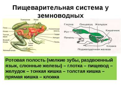 Пищеварительная система у земноводных Ротовая полость (мелкие зубы, раздвоенн...