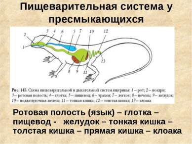 Пищеварительная система у пресмыкающихся Ротовая полость (язык) – глотка – пи...