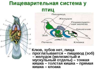 Пищеварительная система у птиц Клюв, зубов нет, пища проглатывается – пищевод...