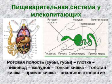 Пищеварительная система у млекопитающих Ротовая полость (зубы, губы) – глотка...