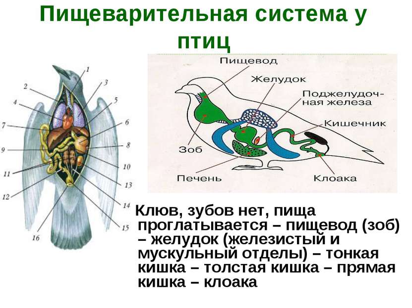 Пищеварительная система у птиц Клюв, зубов нет, пища проглатывается – пищевод...