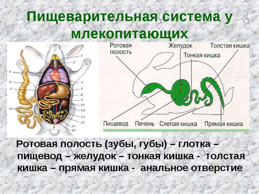 Пищеварительная система у млекопитающих Ротовая полость (зубы, губы) – глотка...