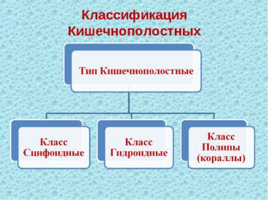 Классификация Кишечнополостных