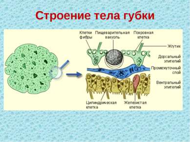 Строение тела губки