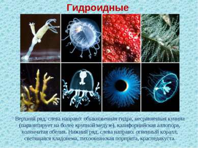 Гидроидные Верхний ряд, слева направо: обыкновенная гидра, несравненная кунин...