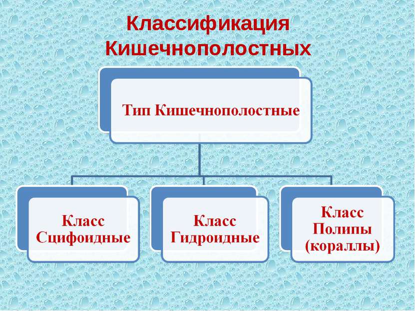 Классификация Кишечнополостных