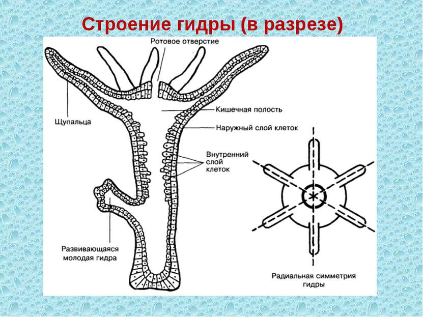 Строение гидры (в разрезе)