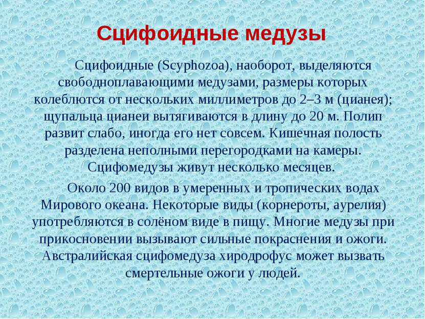 Сцифоидные медузы Сцифоидные (Scyphozoa), наоборот, выделяются свободноплаваю...