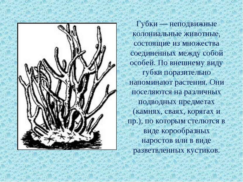 Губки — неподвижные колониальные животные, состоящие из множества соединенных...