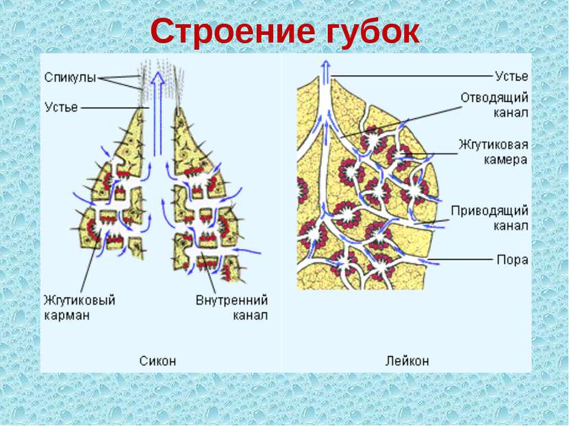 Строение губок